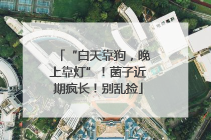 “白天靠狗，晚上靠灯”！菌子近期疯长！别乱捡