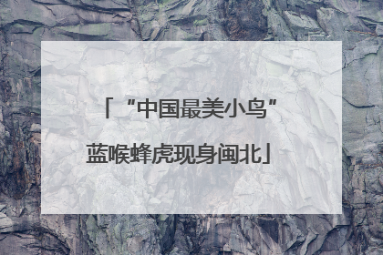 “中国最美小鸟”蓝喉蜂虎现身闽北