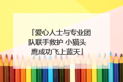 爱心人士与专业团队联手救护 小猫头鹰成功飞上蓝天