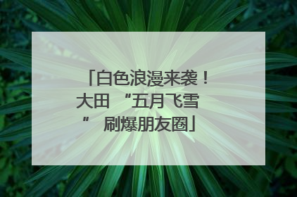 白色浪漫来袭！大田 “五月飞雪” 刷爆朋友圈