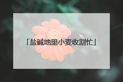 盐碱地里小麦收割忙