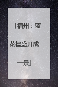 福州：蓝花楹盛开成一景