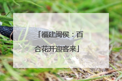福建闽侯：百合花开迎客来