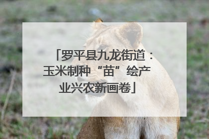 罗平县九龙街道：玉米制种“苗”绘产业兴农新画卷