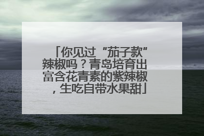 你见过“茄子款”辣椒吗？青岛培育出富含花青素的紫辣椒，生吃自带水果甜