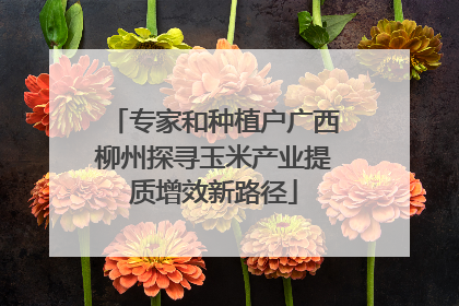专家和种植户广西柳州探寻玉米产业提质增效新路径