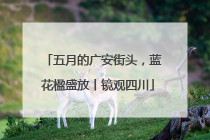 五月的广安街头，蓝花楹盛放丨镜观四川