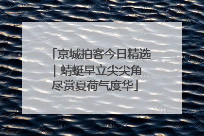 京城拍客今日精选｜蜻蜓早立尖尖角 尽赏夏荷气度华