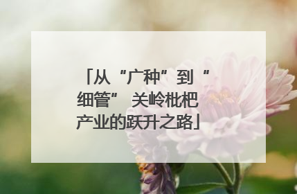 从“广种”到“细管” 关岭枇杷产业的跃升之路
