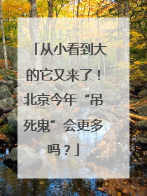 从小看到大的它又来了！北京今年“吊死鬼”会更多吗？