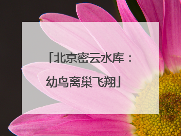 北京密云水库：幼鸟离巢飞翔