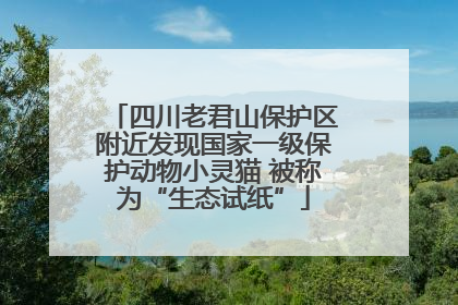 四川老君山保护区附近发现国家一级保护动物小灵猫 被称为“生态试纸”