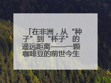 在非洲，从“种子”到“杯子”的遥远距离——一颗咖啡豆的前世今生（三）