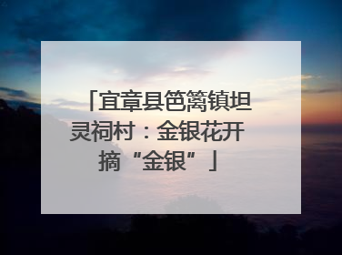 宜章县笆篱镇坦灵祠村：金银花开摘“金银”