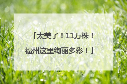 太美了！11万株！福州这里绚丽多彩！