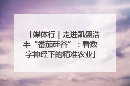 媒体行｜走进凯盛浩丰“番茄硅谷”：看数字神经下的精准农业