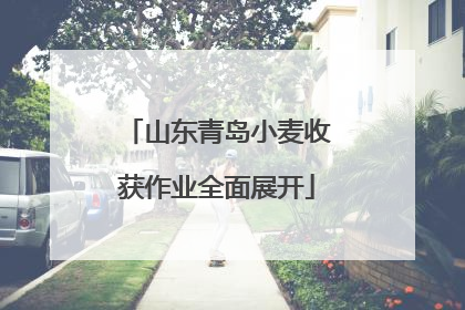 山东青岛小麦收获作业全面展开