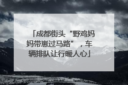 成都街头“野鸡妈妈带崽过马路”，车辆排队让行暖人心