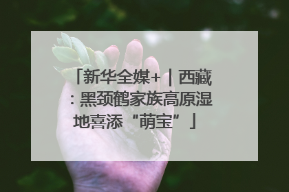 新华全媒+｜西藏：黑颈鹤家族高原湿地喜添“萌宝”