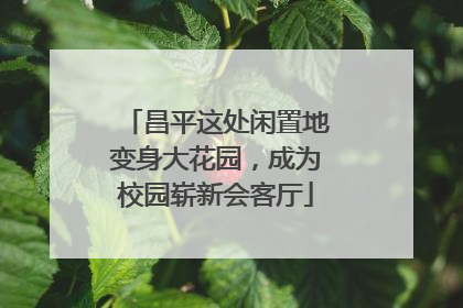 昌平这处闲置地变身大花园，成为校园崭新会客厅