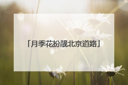 月季花扮靓北京道路