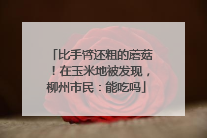比手臂还粗的蘑菇！在玉米地被发现，柳州市民：能吃吗
