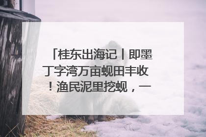 桂东出海记丨即墨丁字湾万亩蚬田丰收！渔民泥里挖蚬，一天上岸过千斤