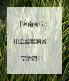 河南商丘：川金丝猴消暑享清凉
