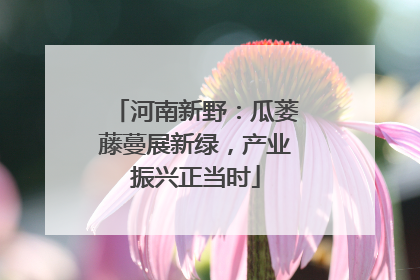 河南新野：瓜蒌藤蔓展新绿，产业振兴正当时