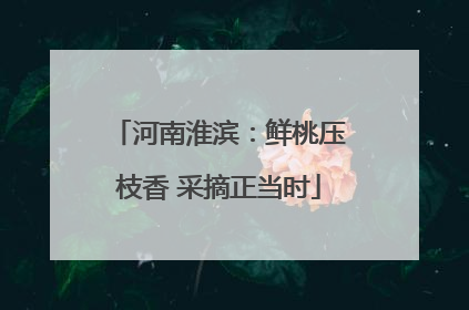 河南淮滨：鲜桃压枝香 采摘正当时
