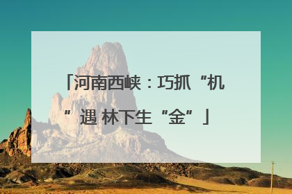 河南西峡：巧抓“机”遇 林下生“金”