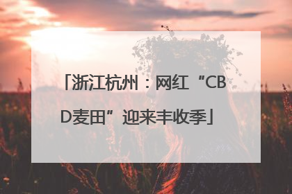 浙江杭州：网红“CBD麦田”迎来丰收季