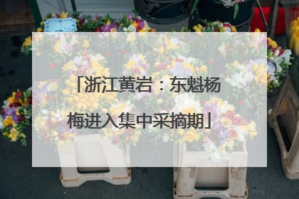浙江黄岩：东魁杨梅进入集中采摘期