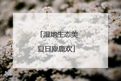 湿地生态美 夏日麋鹿欢