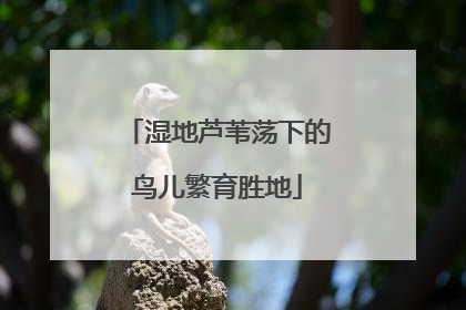 湿地芦苇荡下的鸟儿繁育胜地
