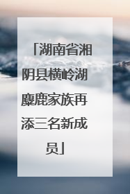 湖南省湘阴县横岭湖麋鹿家族再添三名新成员