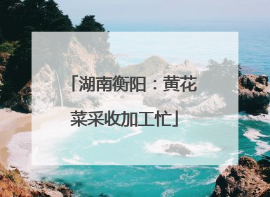 湖南衡阳：黄花菜采收加工忙