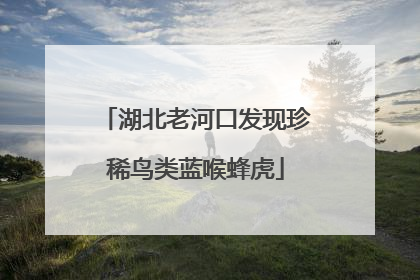 湖北老河口发现珍稀鸟类蓝喉蜂虎