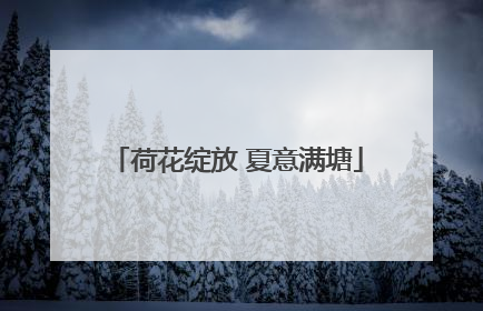 荷花绽放 夏意满塘