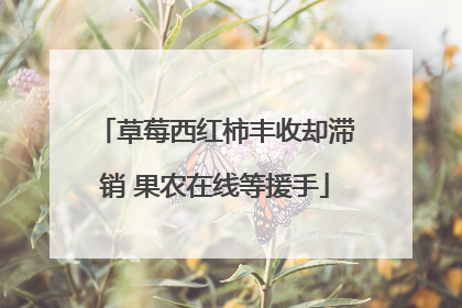 草莓西红柿丰收却滞销 果农在线等援手