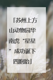 苏州上方山动物园华南虎“星星”成功诞下四胞胎