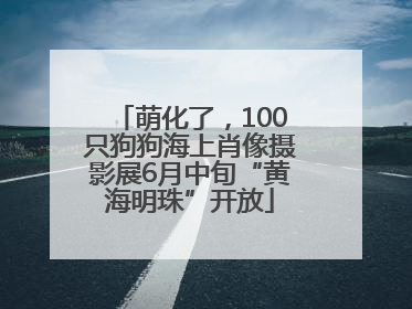 萌化了，100只狗狗海上肖像摄影展6月中旬“黄海明珠”开放