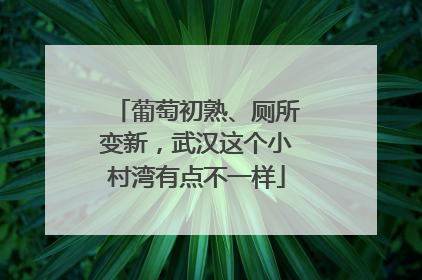 葡萄初熟、厕所变新，武汉这个小村湾有点不一样