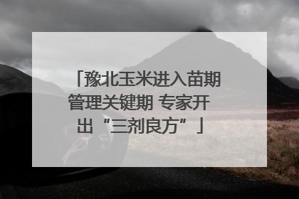 豫北玉米进入苗期管理关键期 专家开出“三剂良方”