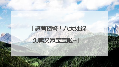 超萌预警！八大处绿头鸭又添宝宝啦~